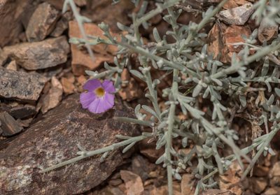 Campylanthus spinosus, photographed by Morten Ross