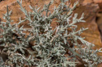 Campylanthus spinosus, photographed by Morten Ross
