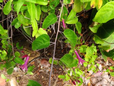 Jacquemontia solanifolia, photographed by Annika Lindqvist
