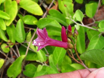 Jacquemontia solanifolia, photographed by Annika Lindqvist