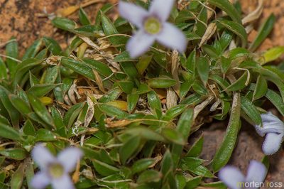 Oldenlandia pulvinata, photographed by Morten Ross