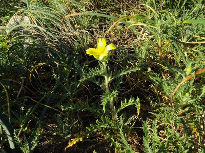 Mentzelia gracilenta, photographed by John Hibbard