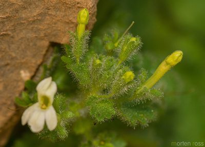 Camptoloma lyperiiflorum, photographed by Morten Ross