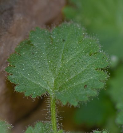 Camptoloma lyperiiflorum, photographed by Morten Ross