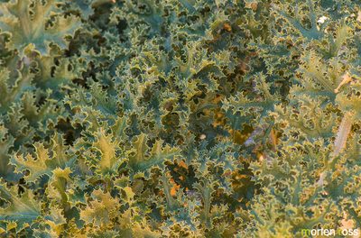 Dendrosicyos socotranus, photographed by Morten Ross