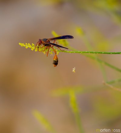Ochradenus socotranus, photographed by Morten Ross