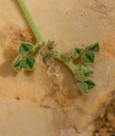 Indigofera nephrocarpa, photographed by Morten Ross