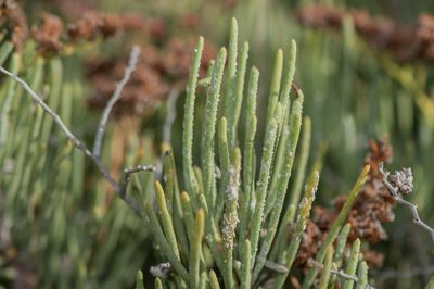 Limonium sokotranum, photographed by Morten Ross