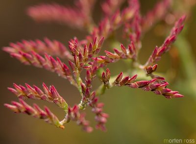 Limonium sokotranum, photographed by Morten Ross