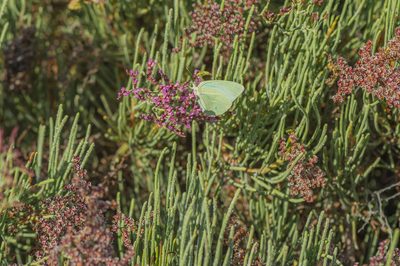 Limonium sokotranum, photographed by Morten Ross