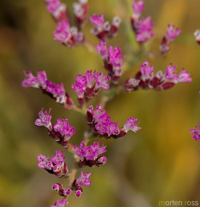 Limonium sokotranum, photographed by Morten Ross