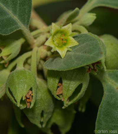 Withania riebeckii, photographed by Morten Ross