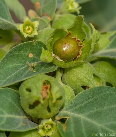 Withania riebeckii, photographed by Morten Ross
