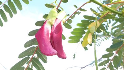 Sesbania grandiflora, photographed by Ong Jyh Seng