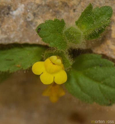 Lindenbergia sokotrana, photographed by Morten Ross