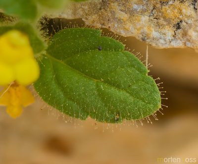 Lindenbergia sokotrana, photographed by Morten Ross
