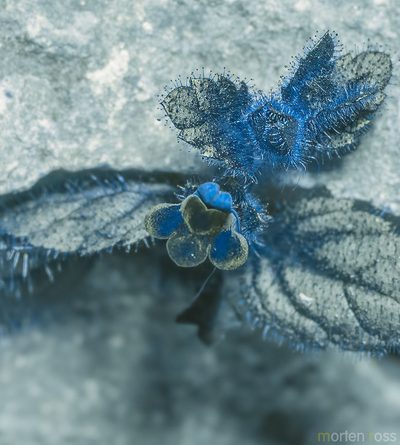 Lindenbergia sokotrana, photographed by Morten Ross