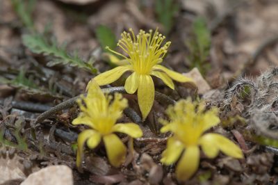 Corchorus erodioides, photographed by Morten Ross