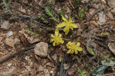 Corchorus erodioides, photographed by Morten Ross