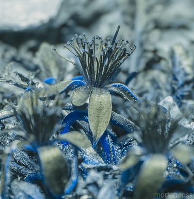 Corchorus erodioides, photographed by Morten Ross