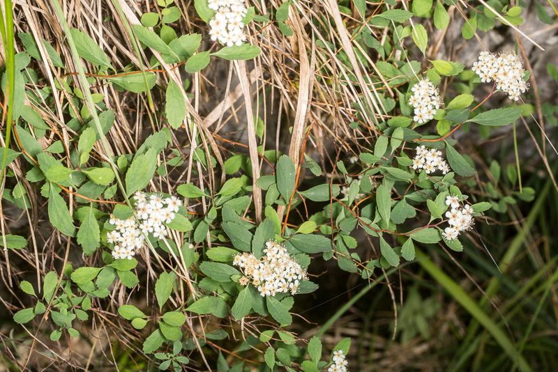 Spiraea decumbens, photographed by Drepanostoma