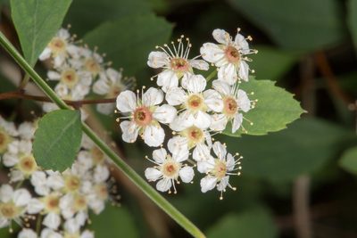 Spiraea decumbens, photographed by Drepanostoma