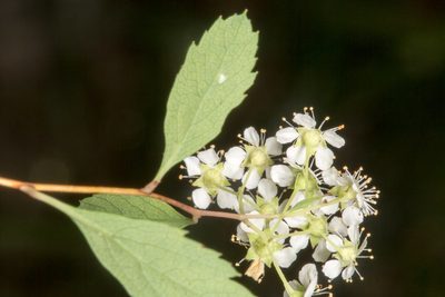 Spiraea decumbens, photographed by Drepanostoma