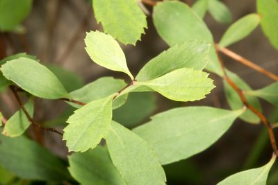 Spiraea decumbens, photographed by Drepanostoma