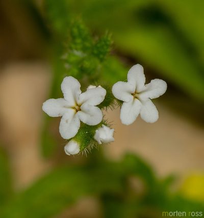 Heliotropium dentatum, photographed by Morten Ross