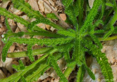Heliotropium dentatum, photographed by Morten Ross
