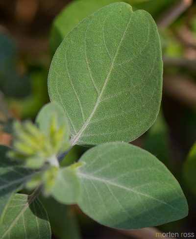 Hypoestes pubescens, photographed by Morten Ross