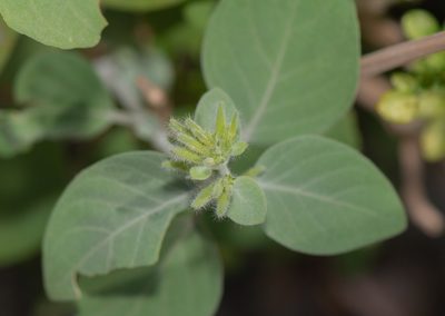 Hypoestes pubescens, photographed by Morten Ross