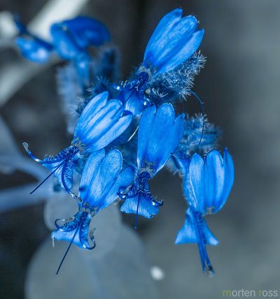 Hypoestes pubescens, photographed by Morten Ross