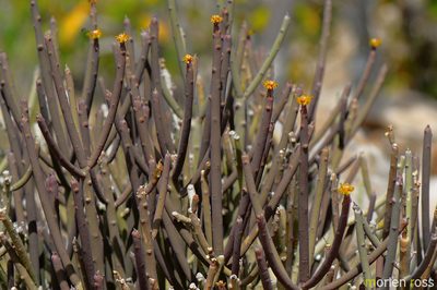 Euphorbia schimperi, photographed by Morten Ross