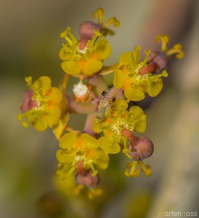 Euphorbia schimperi, photographed by Morten Ross