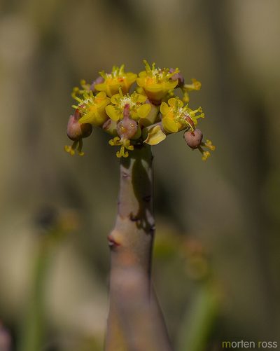 Euphorbia schimperi, photographed by Morten Ross