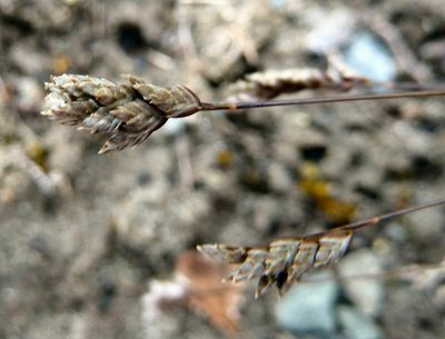 Poa maniototo, photographed by Alice Shanks