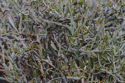 Cissus subaphylla, photographed by Morten Ross
