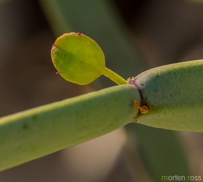 Cissus subaphylla, photographed by Morten Ross