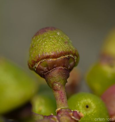 Cissus subaphylla, photographed by Morten Ross