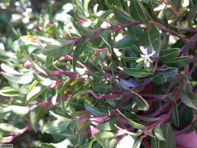 Apodytes geldenhuysii, photographed by Chris Vynbos