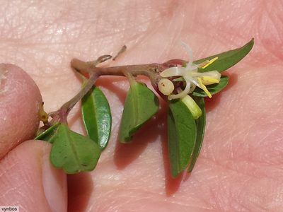 Apodytes geldenhuysii, photographed by Chris Vynbos