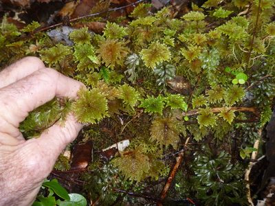 Sciadocladus menziesii, photographed by Bruce Calvert