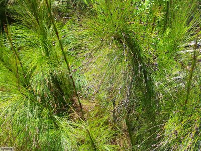 Restio subverticillatus, photographed by Chris Vynbos