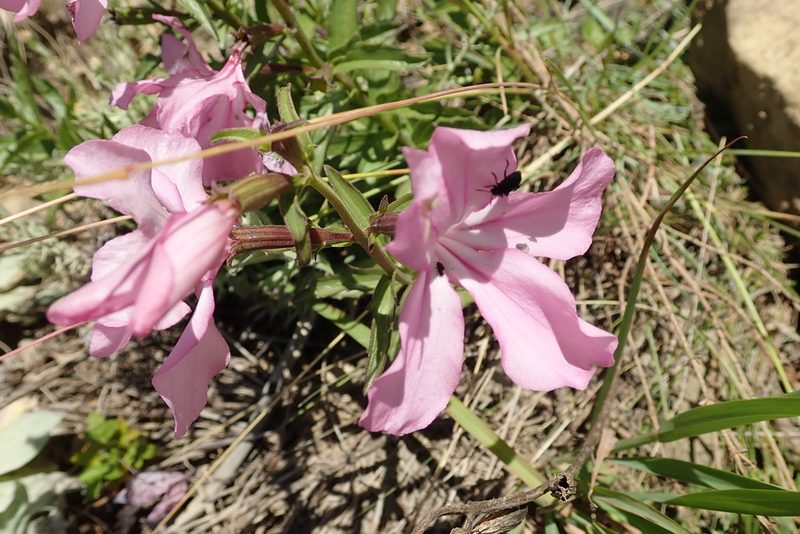Cycnium racemosum, photographed by Peter Warren