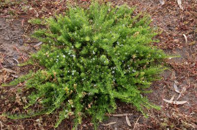 Myoporum parvifolium, photographed by Terra Occ