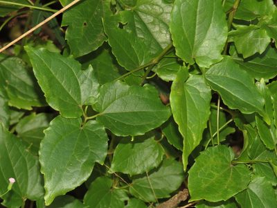 Clematis pickeringii, photographed by coenobita