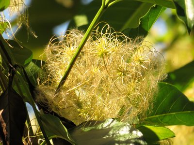 Clematis pickeringii, photographed by coenobita