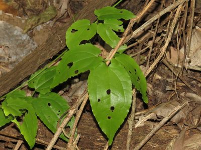 Clematis pickeringii, photographed by coenobita