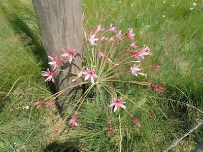 Brunsvigia grandiflora, photographed by Peter Warren